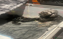 Mixed Breed dogs for sale: Gorgeous cockapoos  - Image 5