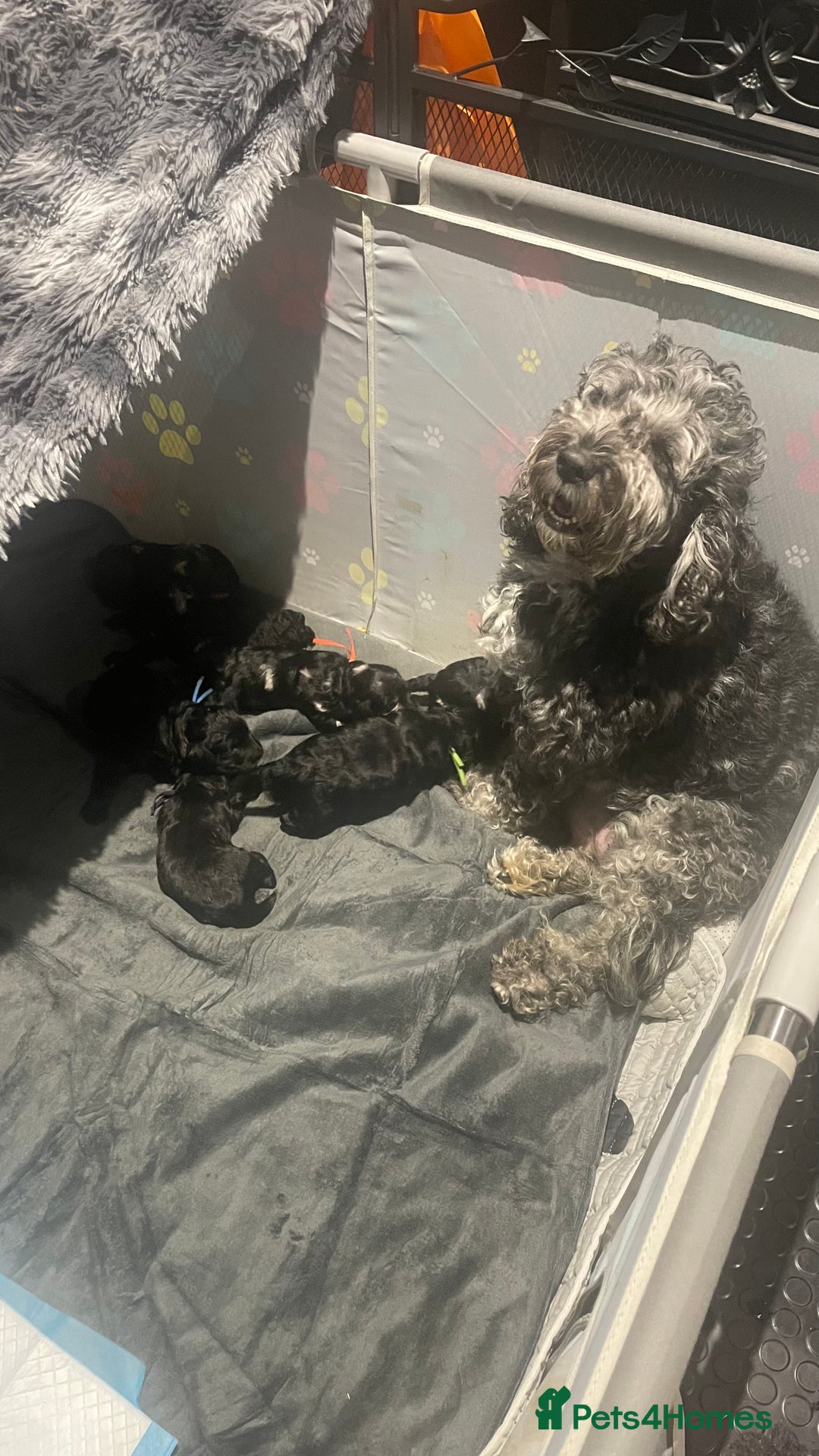 Mixed Breed dogs for sale: Gorgeous cockapoos  - Image 5