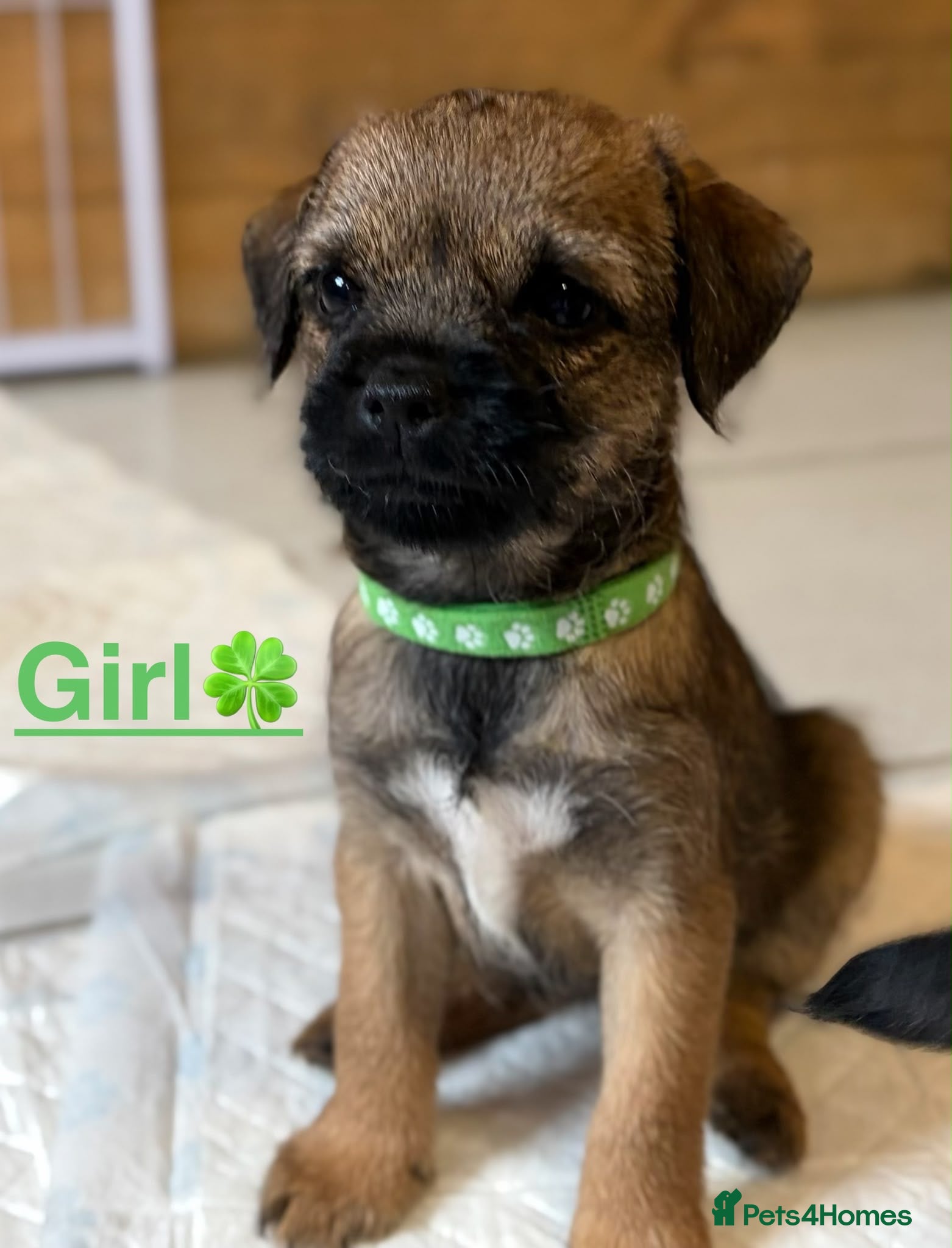 Border Terrier dogs Kc registered border terrier puppies - Advert 2