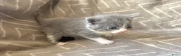 Mixed Breed cats for sale: British Blue/Silver Tabby Babies - Advert 14