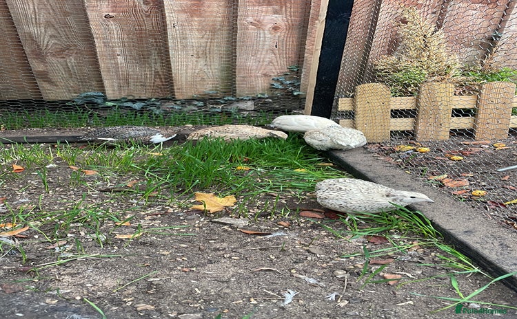 Quail poultry Quail - Advert 1