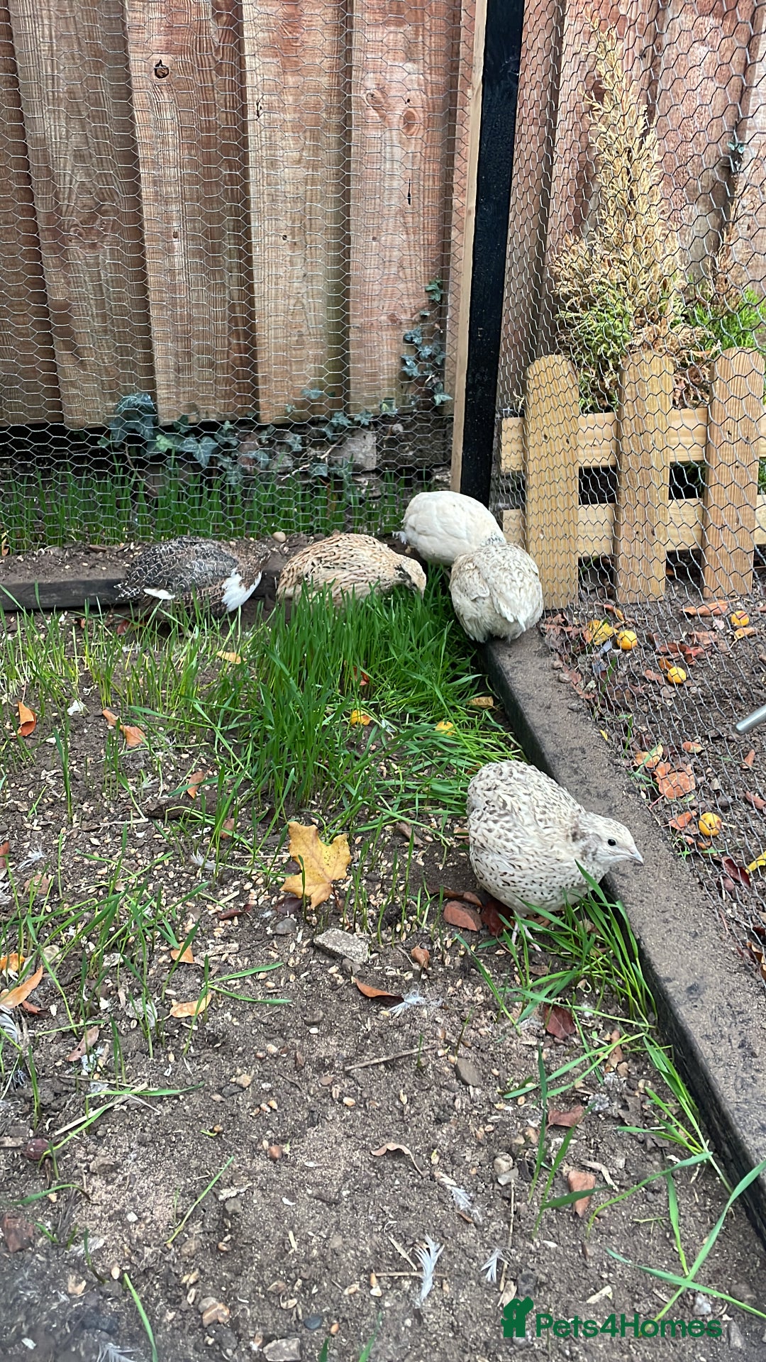 Quail poultry for sale: Quail - Advert 1