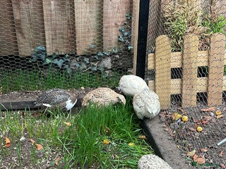 Quail poultry Quail - Advert 9