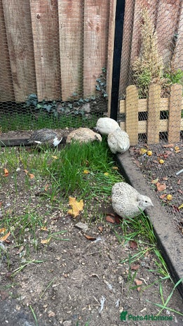 Quail poultry Quail - Advert 1