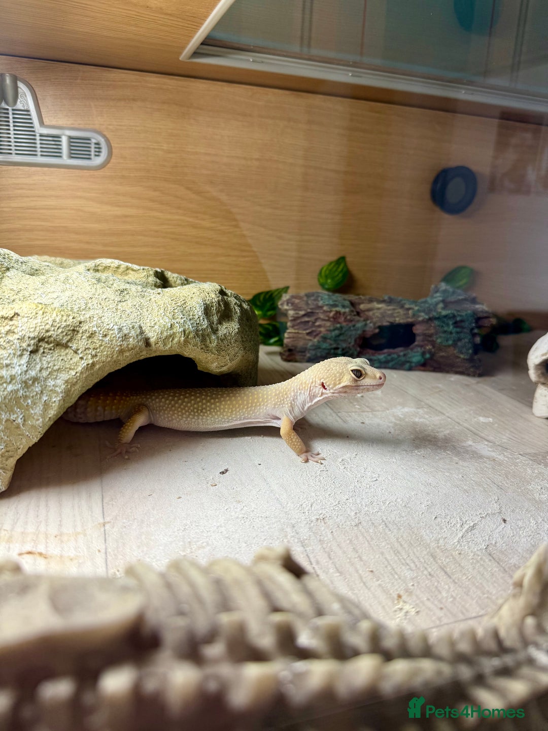 Leopard Gecko reptiles for sale: Leopard gecko  - Image 2