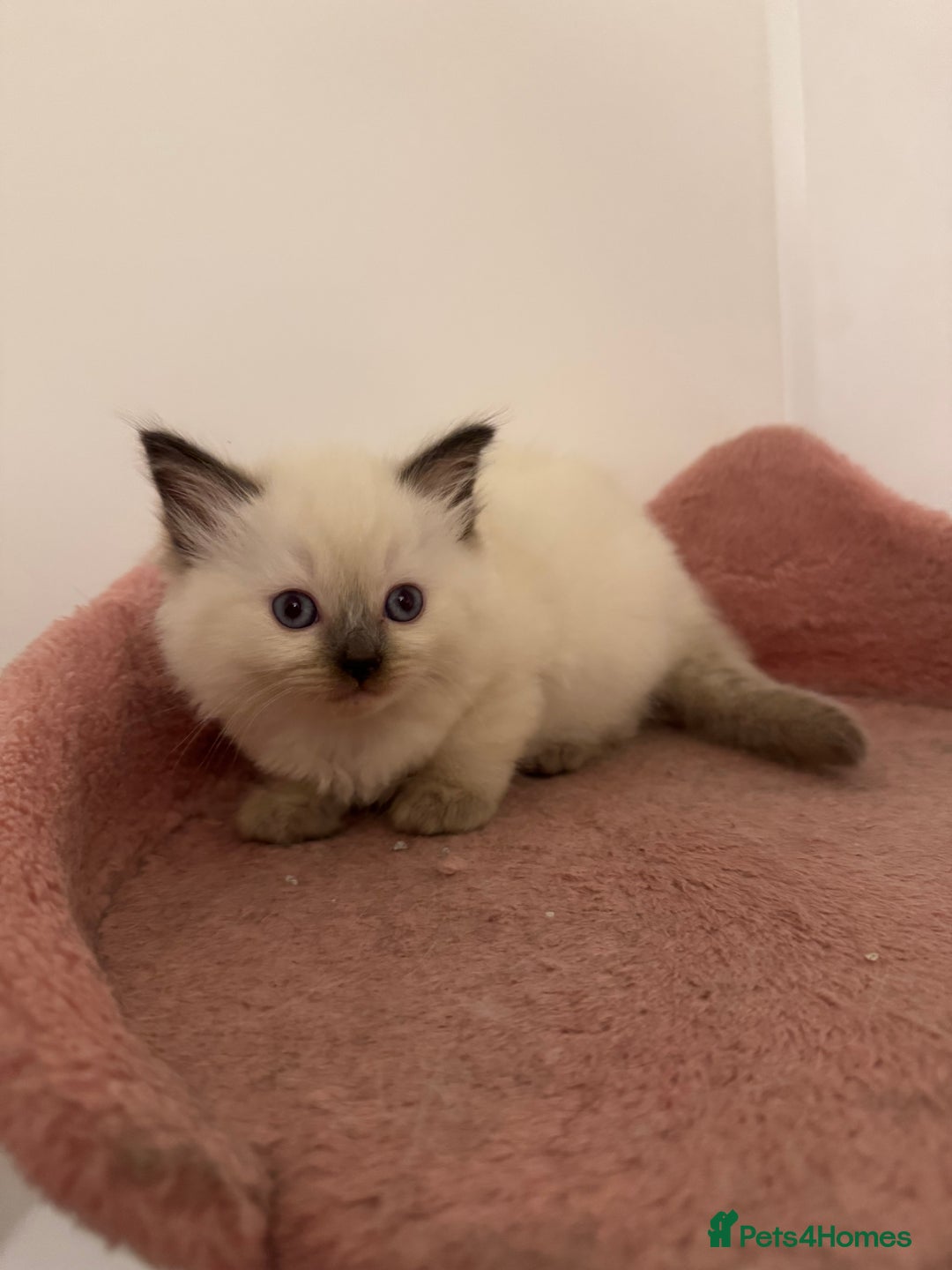 Ragdoll cats for sale: 5 beautiful kittens, 3/4 ragdoll 1/4 tabby - Advert 15