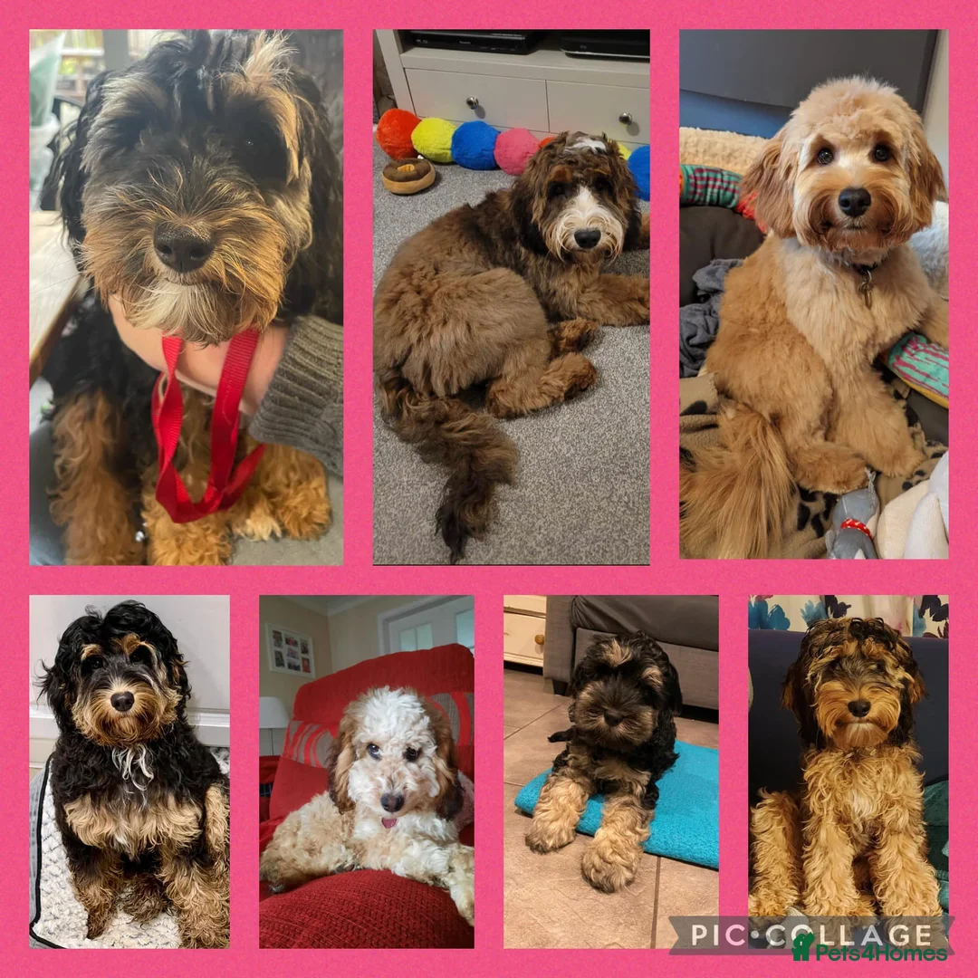 Cockapoo dogs for stud: Red Sable - Carrys Tan/Phantom, Parti & Chocolate in Eastleigh - Advert 9