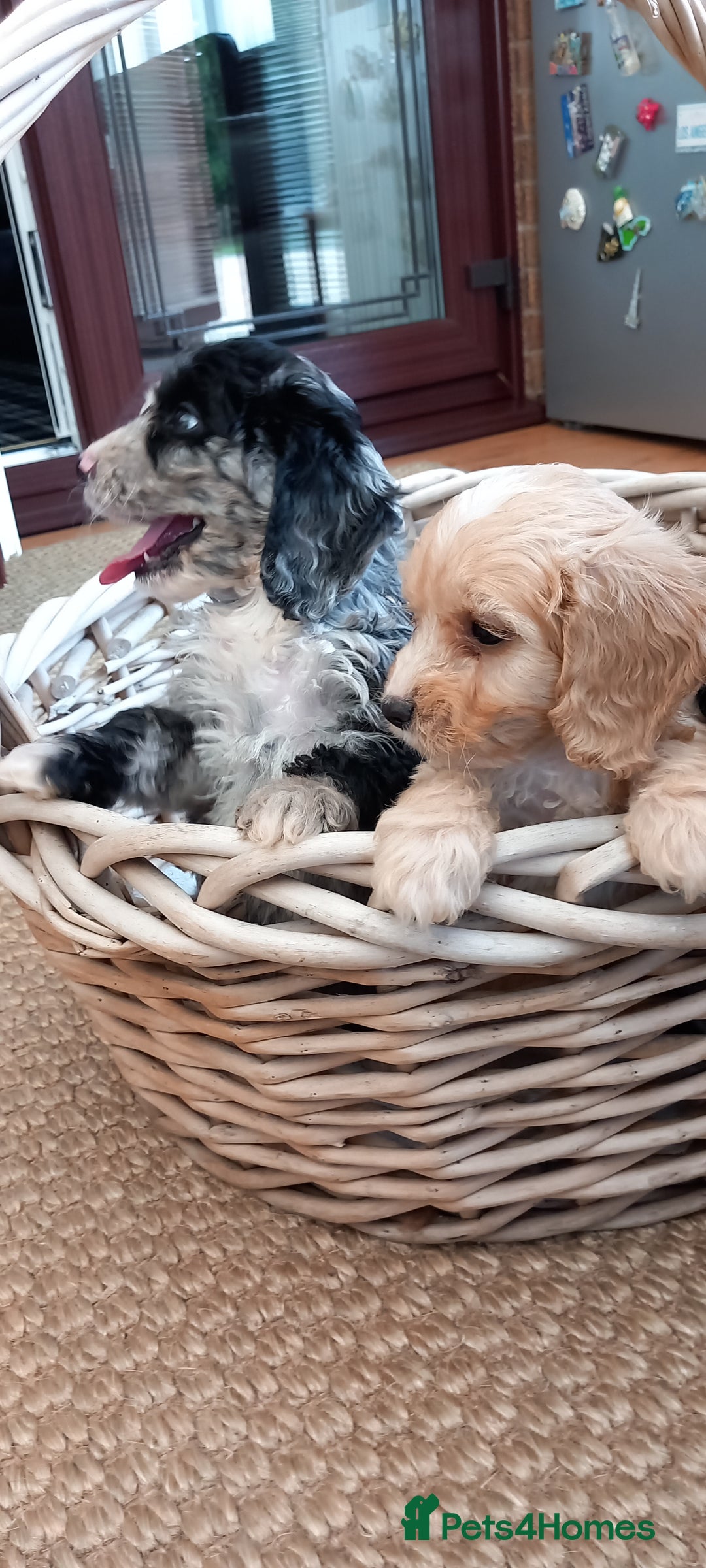 Cockapoo dogs for sale: Beautiful cockapoo puppies  - Image 8