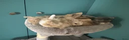 Mini Lion Lop rabbits for sale: 6 Mini Lion Lop Bunnies Available 🐰 - Advert 21