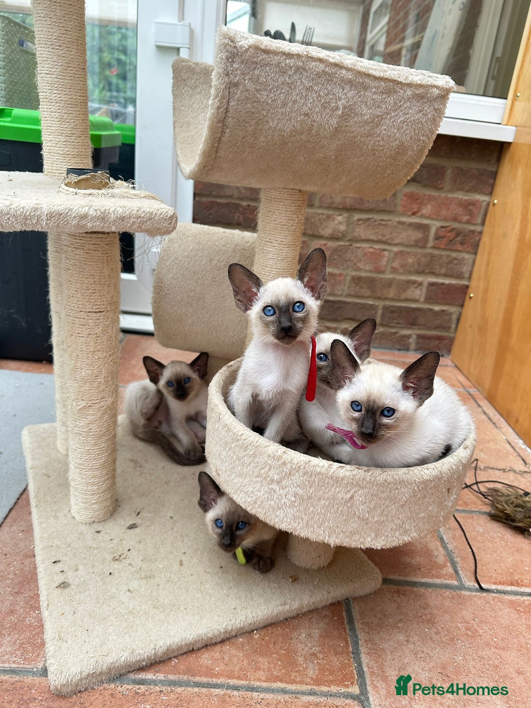 Siamese cats for sale: 5 Classic Seal Points looking for forever homes - Image 1