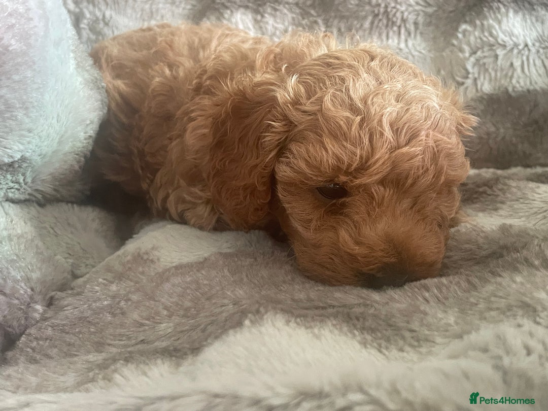 Toy Poodle dogs for sale: Toy poodle puppies  - Advert 31