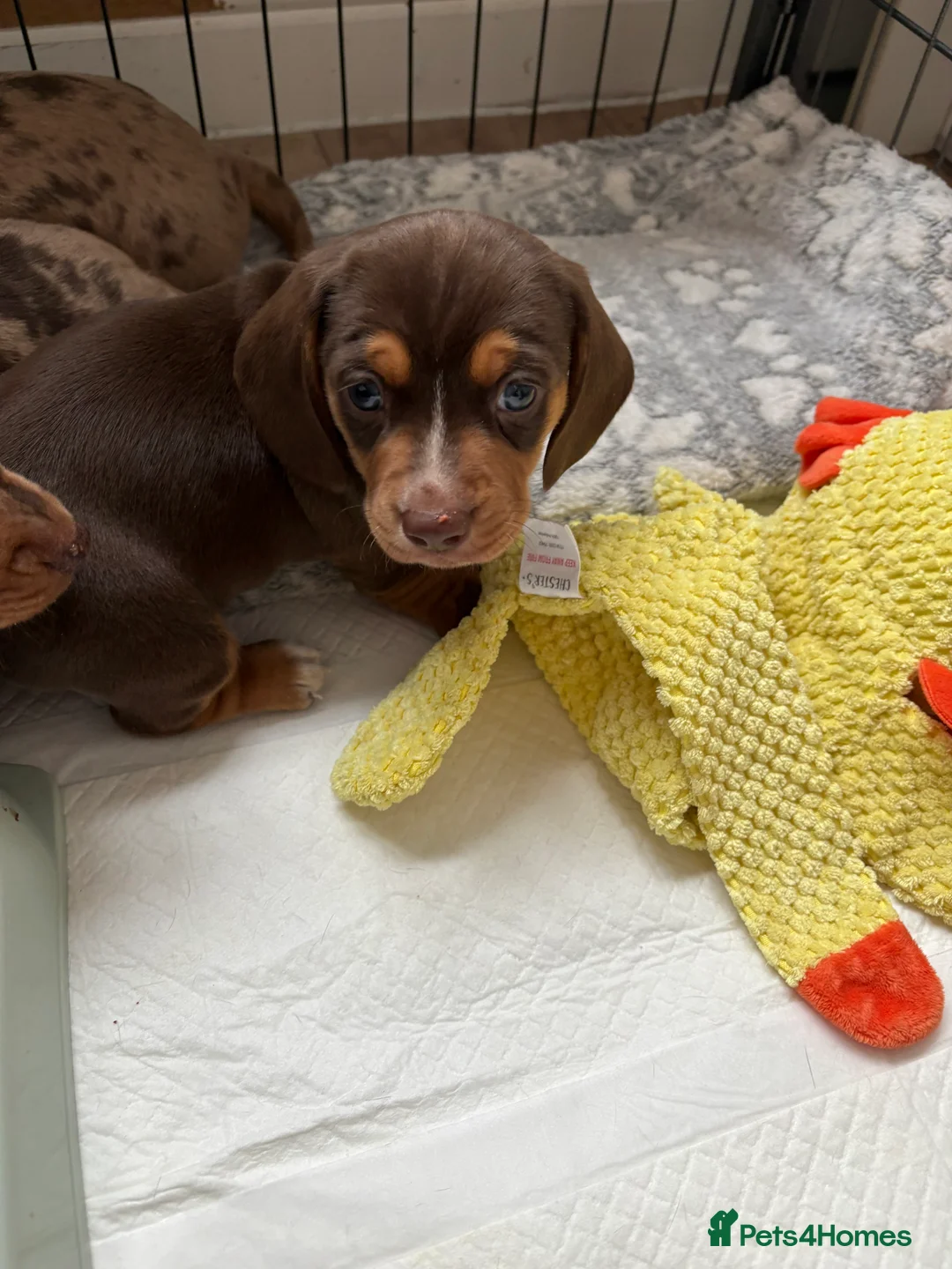Miniature Dachshund dogs for sale: Miniature dachshund  - Advert 2