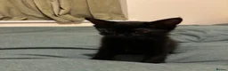 British Shorthair cats for sale: Black female kitten  - Advert 2