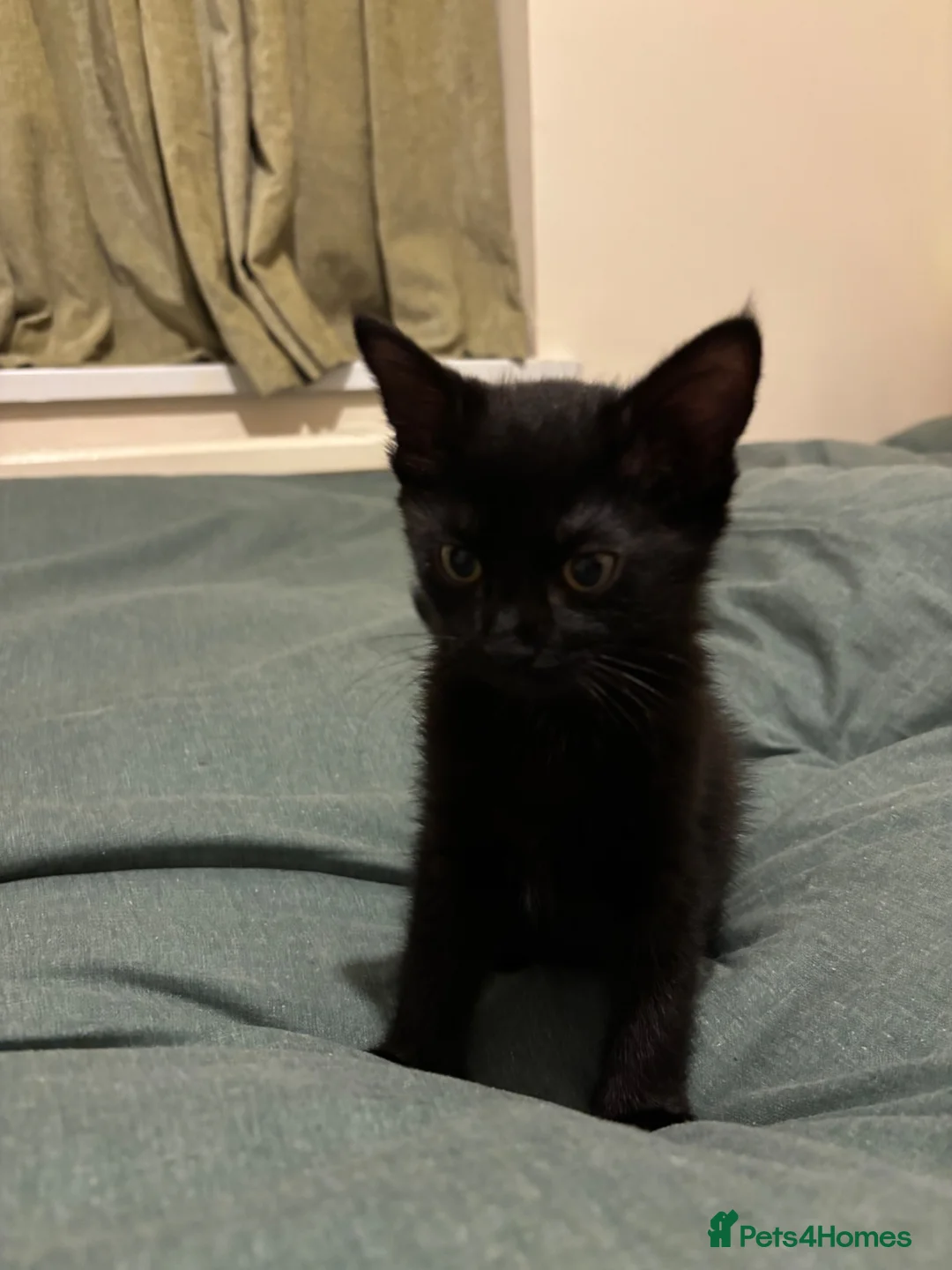 British Shorthair cats for sale: Black female kitten  - Advert 2