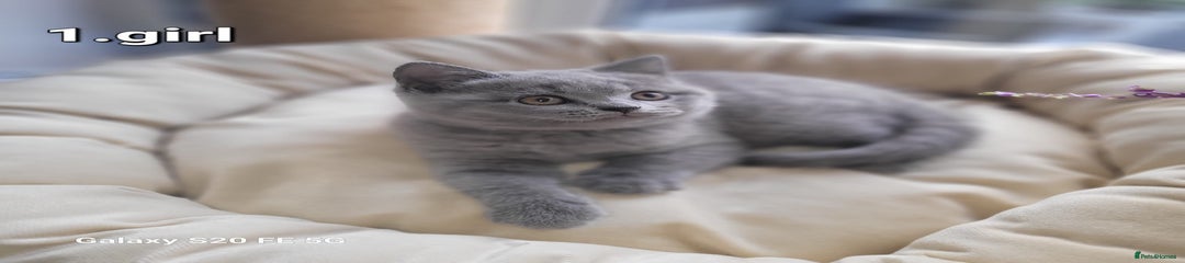 British Shorthair Kitten 5