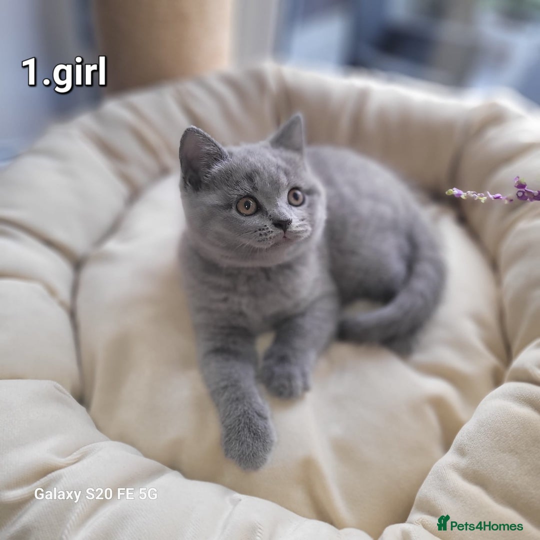 British Shorthair cats for sale: Beautifully british shorthair  kittens ready to go - Image 10