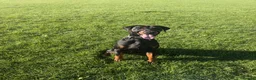 Dobermann dogs for stud: Diablo for stud - Advert 2