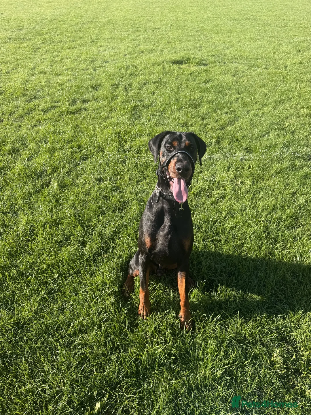 Dobermann dogs for stud: Diablo for stud - Advert 2