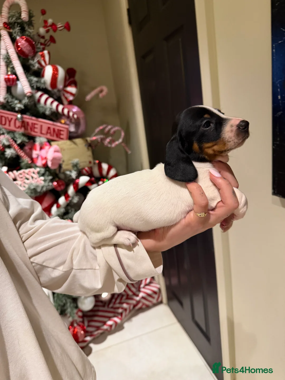 Miniature Dachshund dogs for sale: REDUCED Venus Rocket and Comet piebald dachshunds  - Advert 16