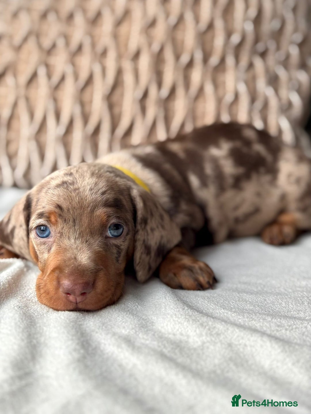 Miniature Dachshund dogs for sale: For Sale Adorable Miniature Dachshund puppies - Advert 19