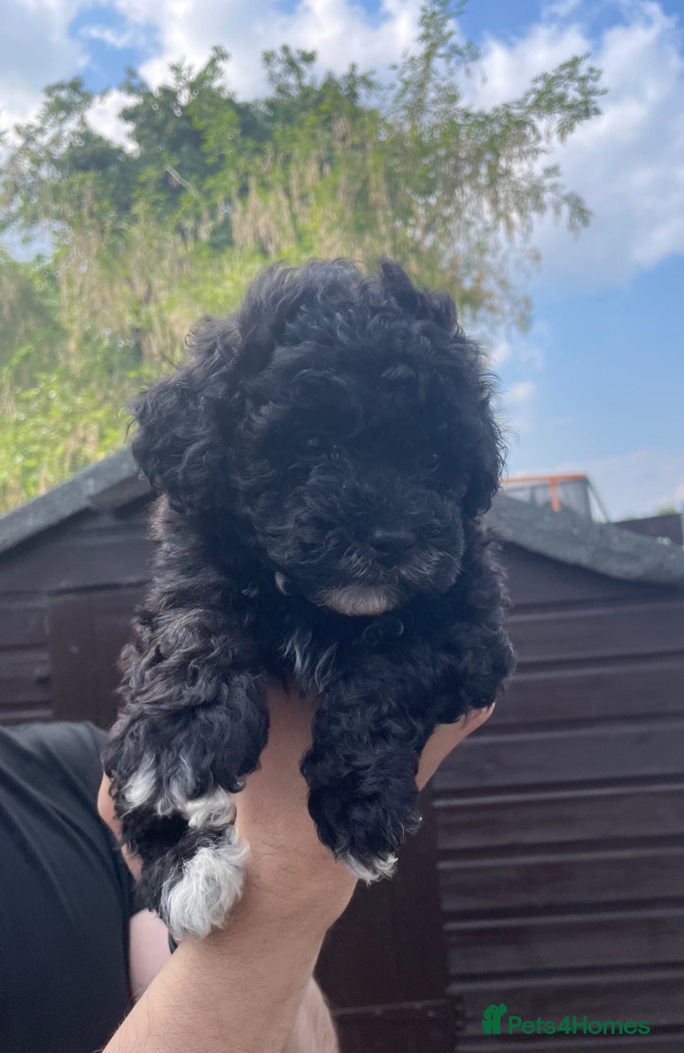 Poochon dogs Beautiful Poochon puppies for sale - Advert 1