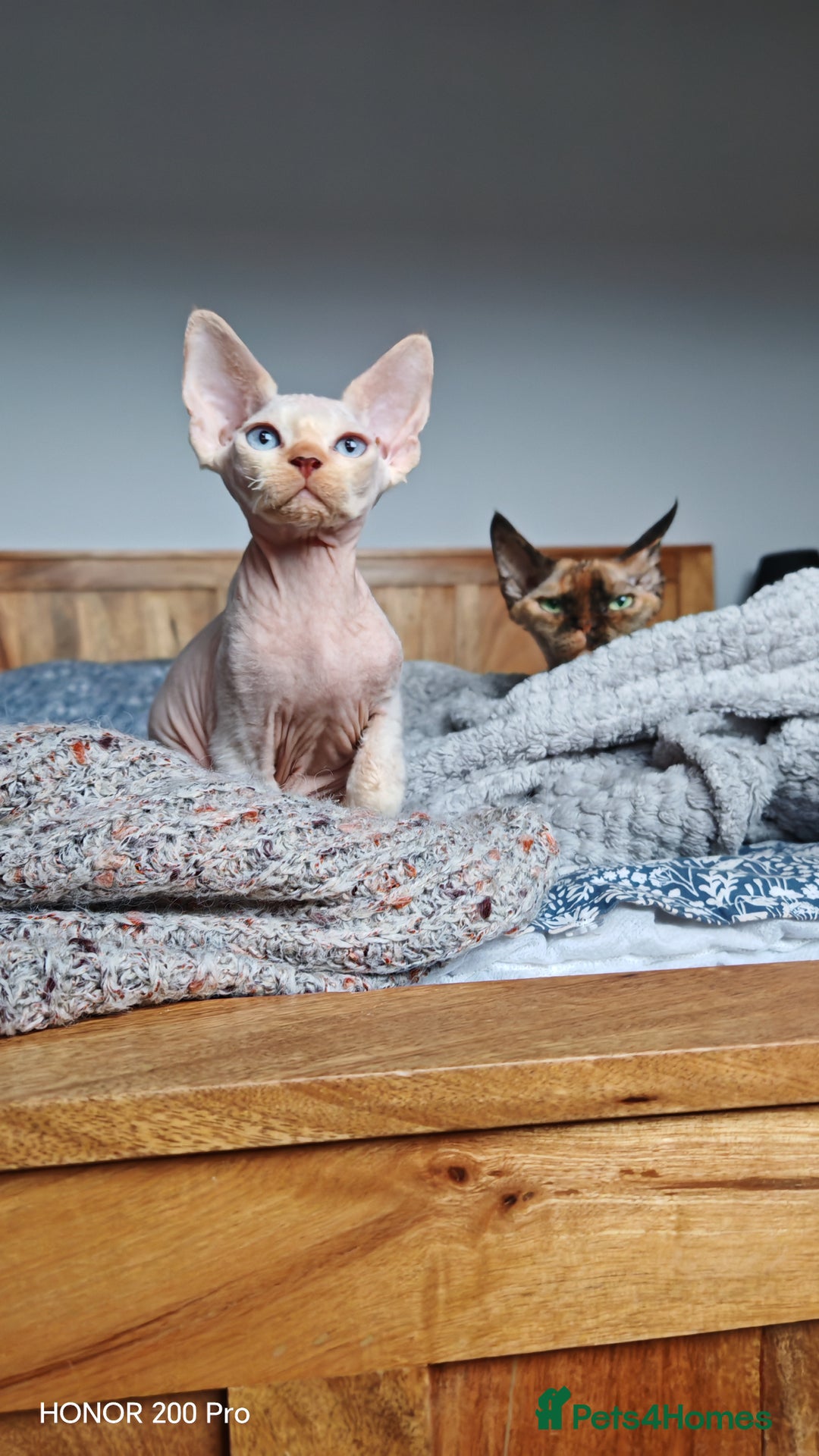 Devon Rex cats for sale: Beautiful DEVON REX  - Advert 7