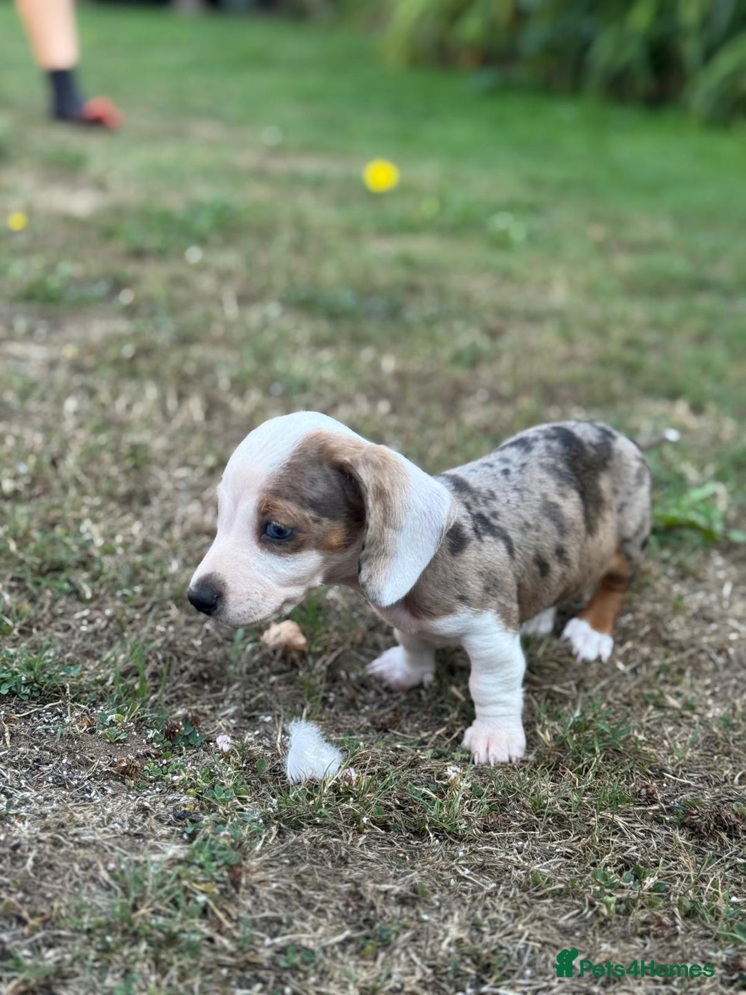 Dachshund dogs for sale: Beautiful Miniature dachshund puppies  - Image 17