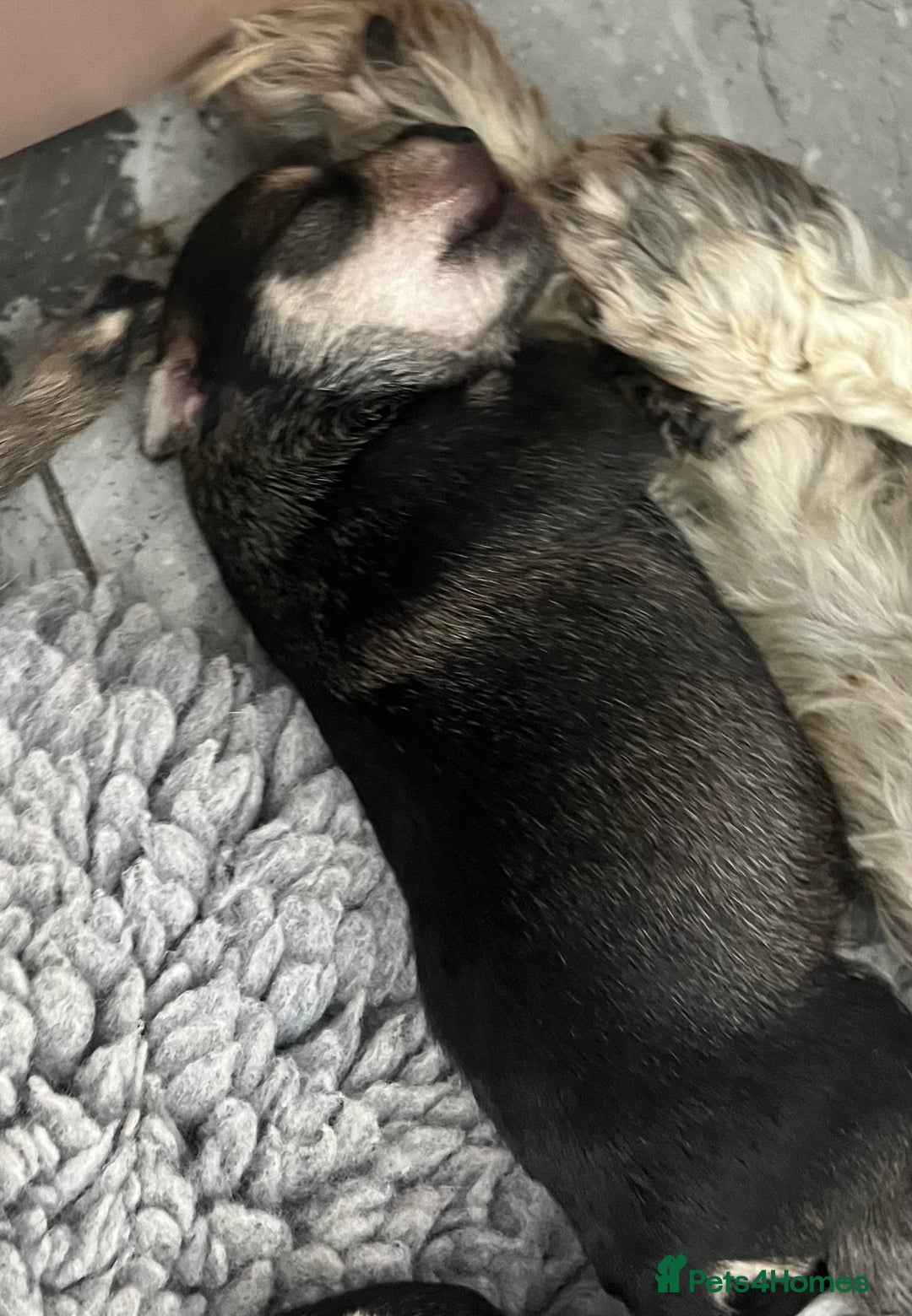 Miniature Schnauzer dogs for sale: Home reared bundles of love - Image 6