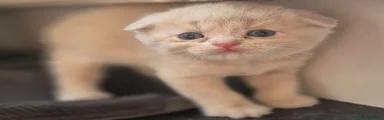 Scottish Fold 1