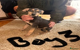 Mixed Breed dogs for sale: Beautiful puppies for sale!!!  - Image 27