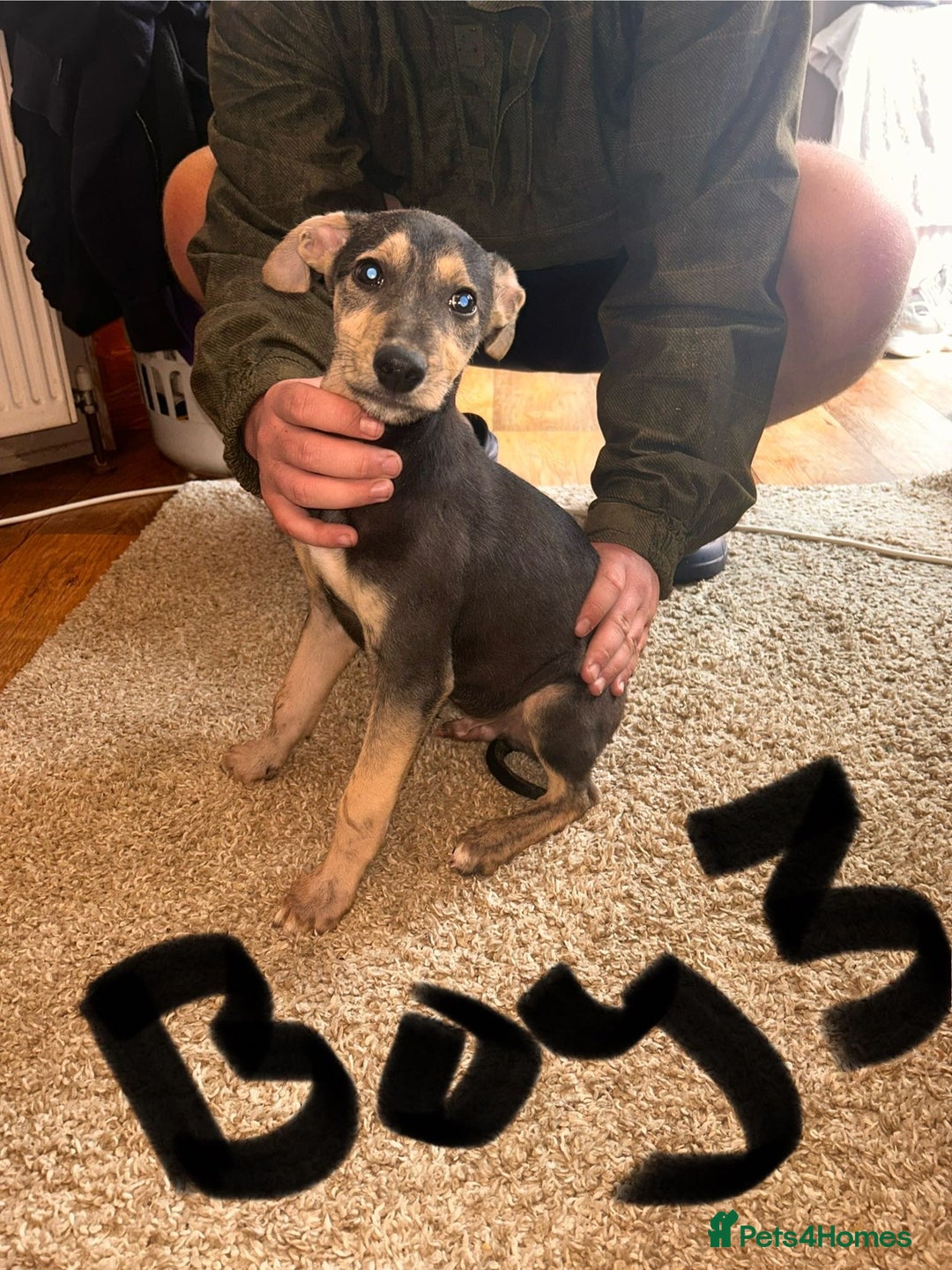 Mixed Breed dogs for sale: Beautiful puppies for sale!!!  - Image 27