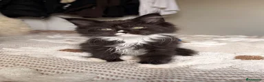 Maine Coon 1