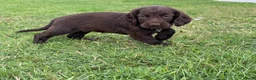 Cocker Spaniel dogs for sale:  show type cocker spaniel puppies🐾 - Advert 22