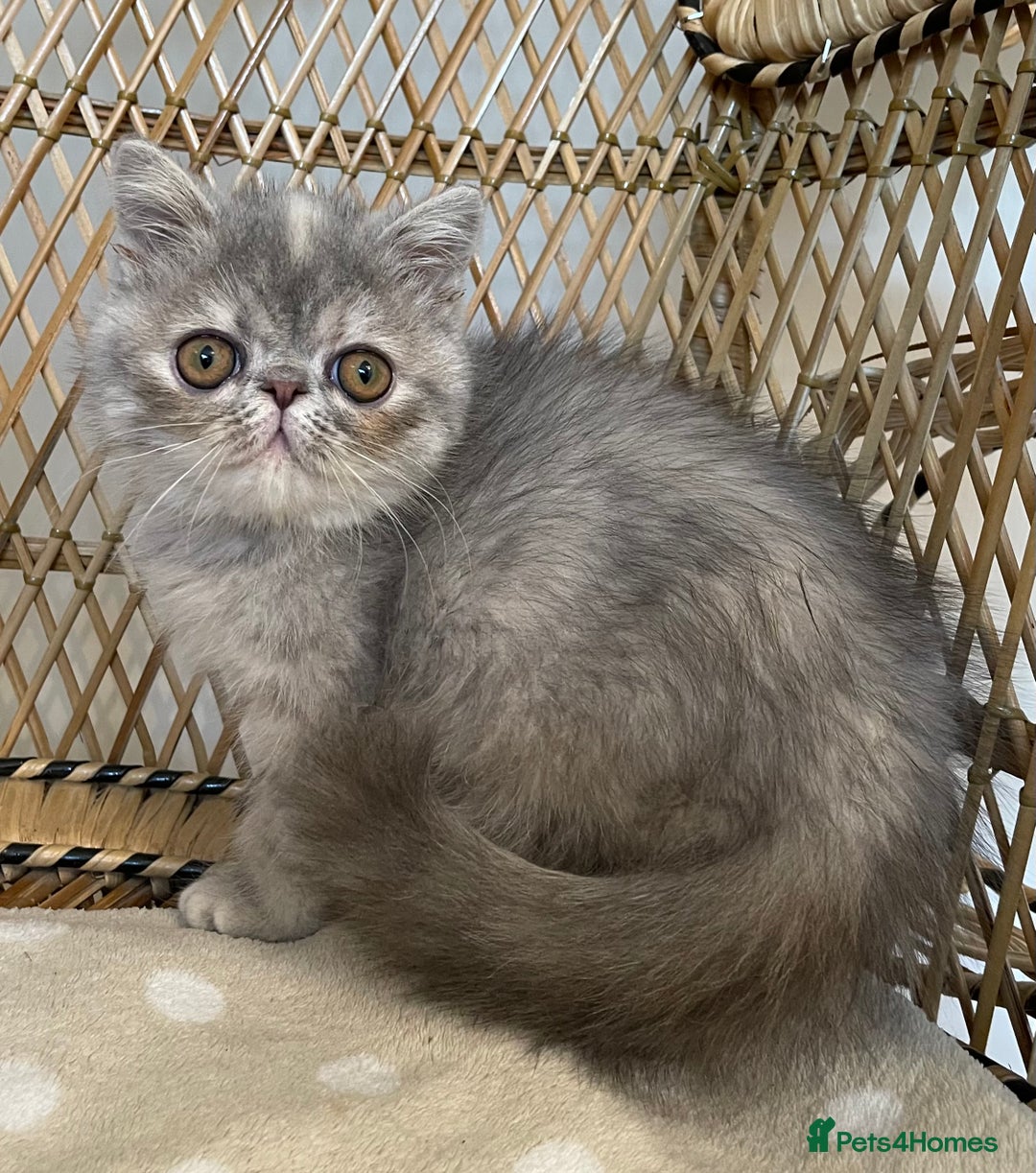 Exotic cats for sale: ❤️Stunning Exotic Shorthair & Longhair Kittens❤️  - Image 24