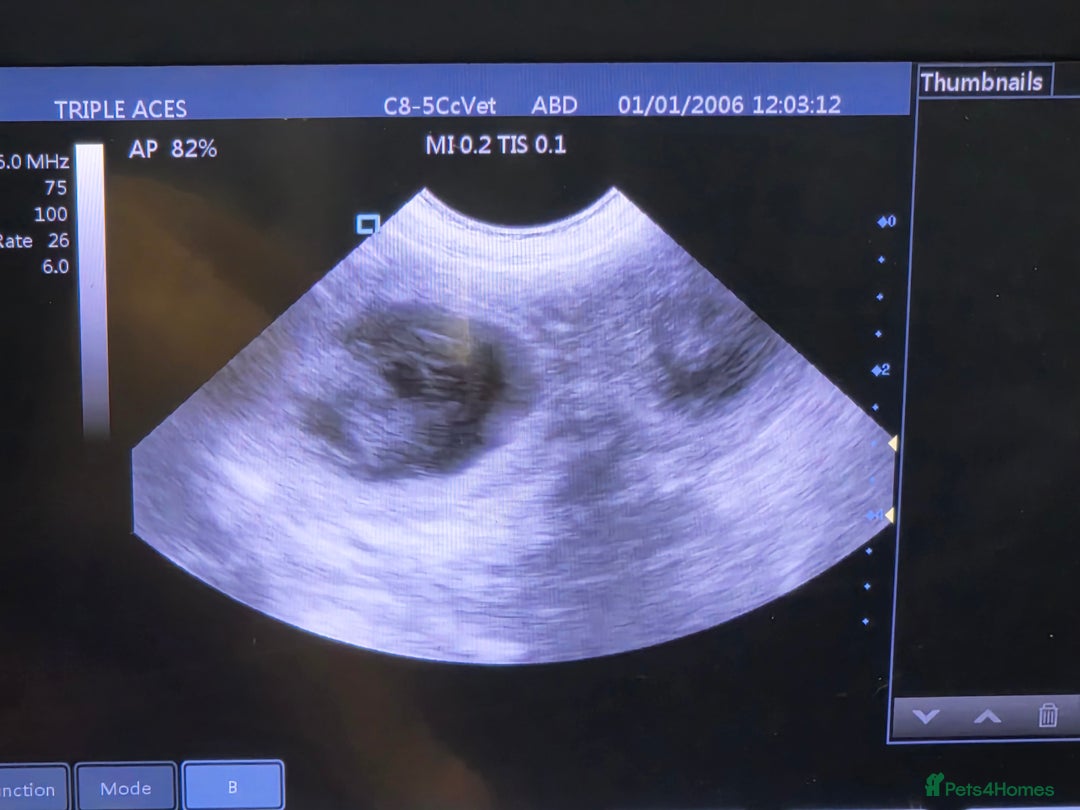 American Bully dogs for sale: Pocket bully puppies - Advert 3