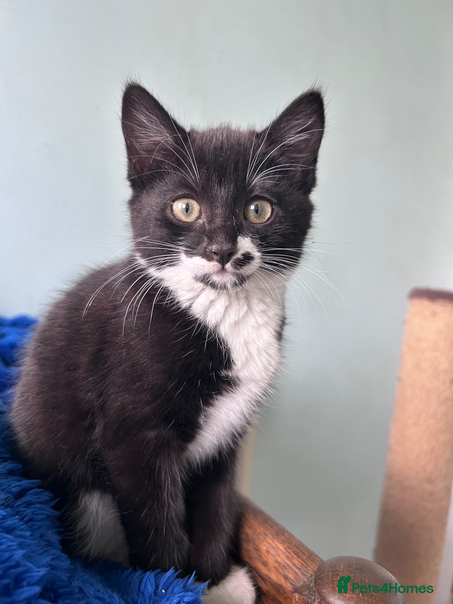 Mixed Breed cats Seven beautiful kittens  - Advert 1