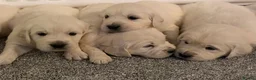 Golden Retriever dogs for sale: Super fluffy cream pups in Newark - Advert 6