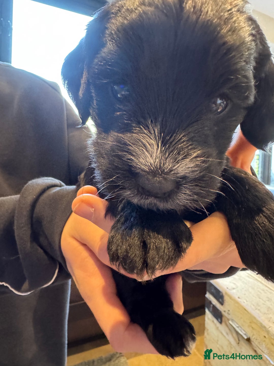 Mixed Breed dogs for sale: Sprockerpoo puppies for sale - Advert 29