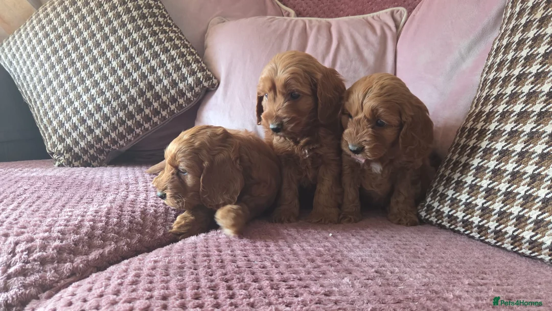 Cavapoo dogs for sale: RUBY RED HEALTH CHECKED CAVAPOOS in Stoke-on-Trent - Advert 2
