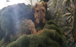 Welsh Terrier dogs for adoption: Sweet Evie looking for LOVE - Image 11