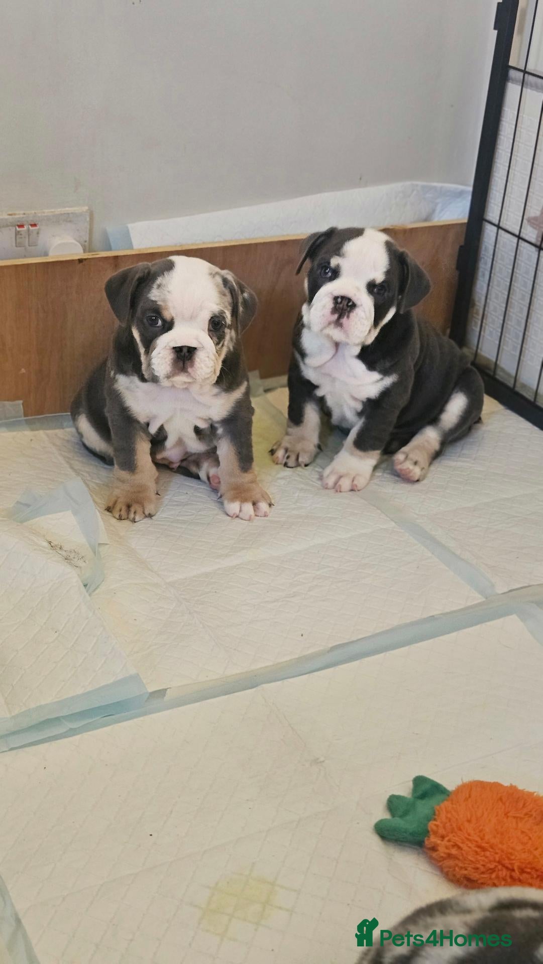 English Bulldog dogs for sale: Stunning English Bulldog Puppies - Advert 17