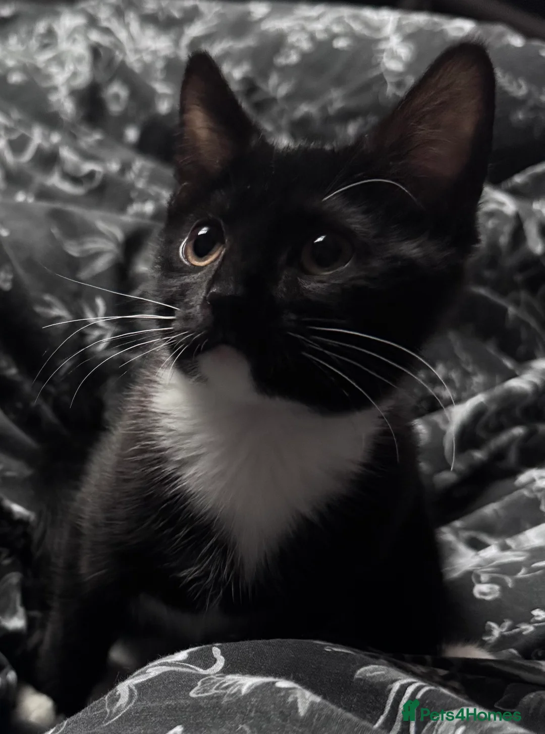 Mixed Breed cats for sale: Kitten  - Advert 1