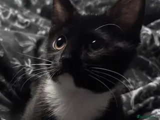 Mixed Breed cats Kitten in Southampton - Advert 3