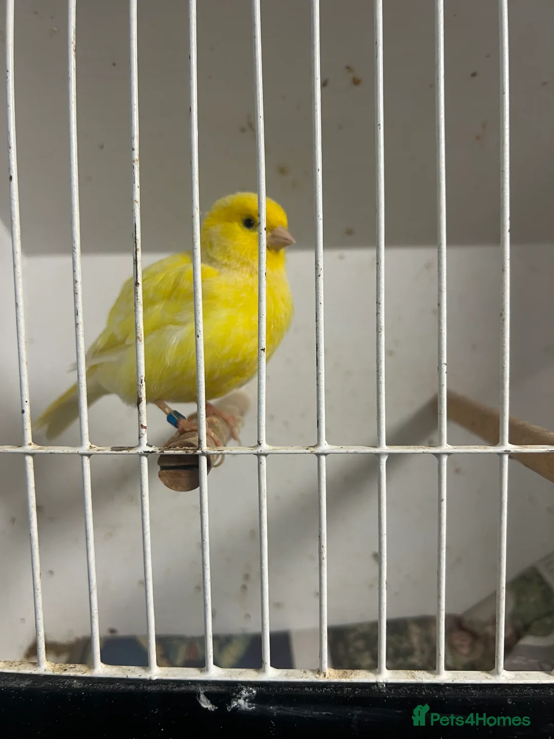 Mixed Breed birds for sale: Canaries, budgies - Advert 2