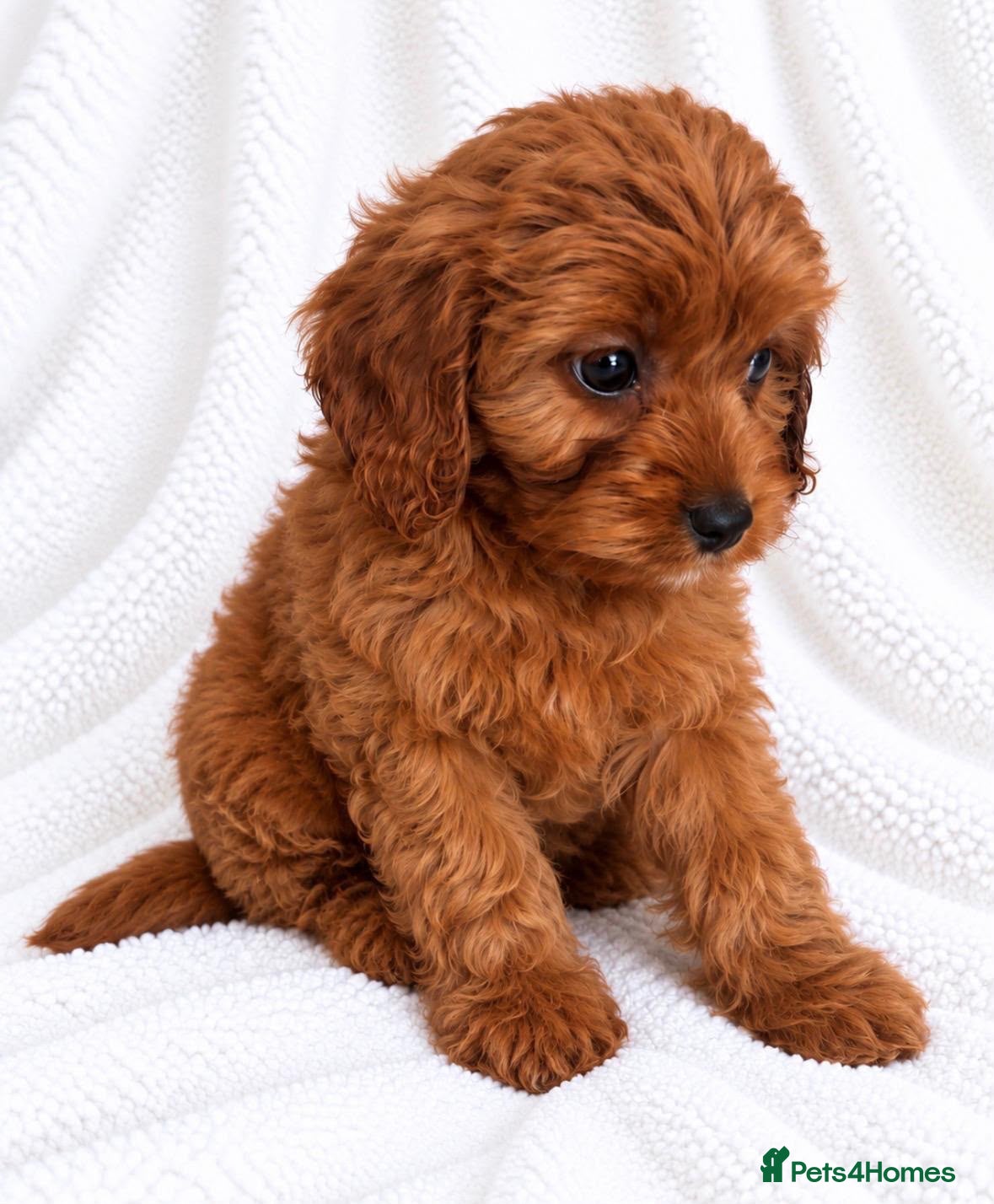 Cavapoo dogs 🐾 Cavapoo Puppies – Ready Now! 🐾 - Advert 2