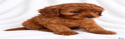 Cavapoo dogs for sale: 🐾 Cavapoo Puppies – Ready Now! 🐾 in Surbiton - Advert 2
