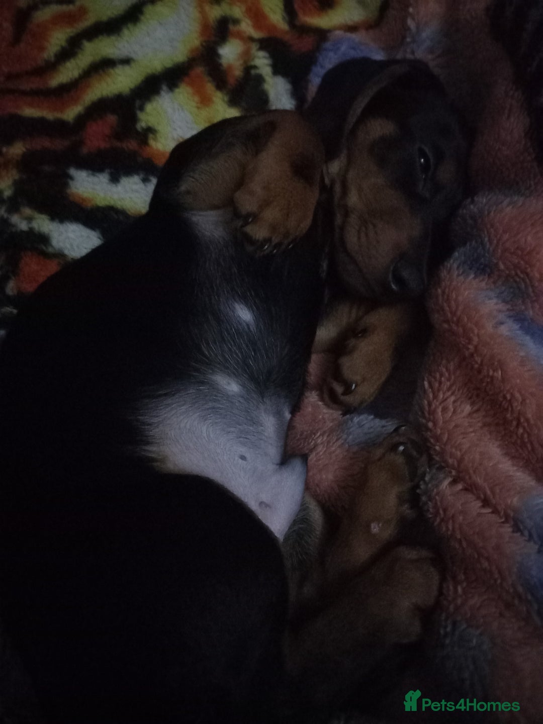 Dachshund dogs for sale: Dachsunds 3/4 breed - Advert 7