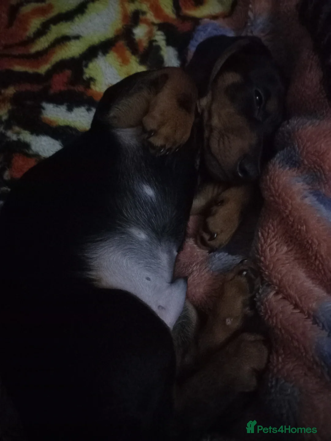 Dachshund dogs for sale: Dachsunds 3/4 breed - Advert 7