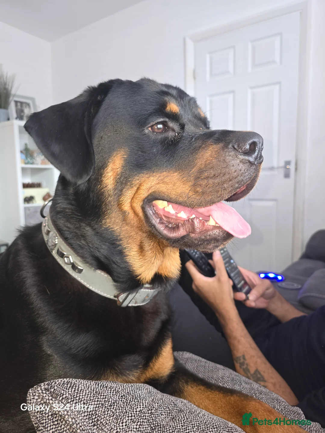 Rottweiler dogs for sale: Beautiful 19 month old boy - Advert 2