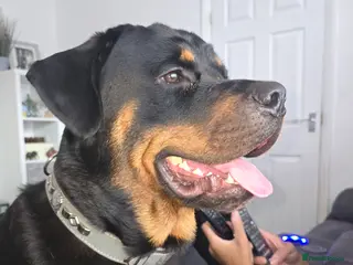 Rottweiler dogs Beautiful 19 month old boy - Advert 9